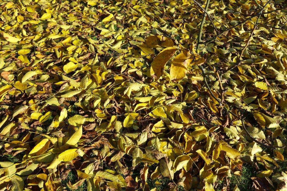 Sheet foliage dry leaves