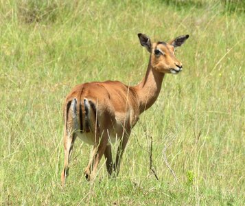 Nature mammal animal