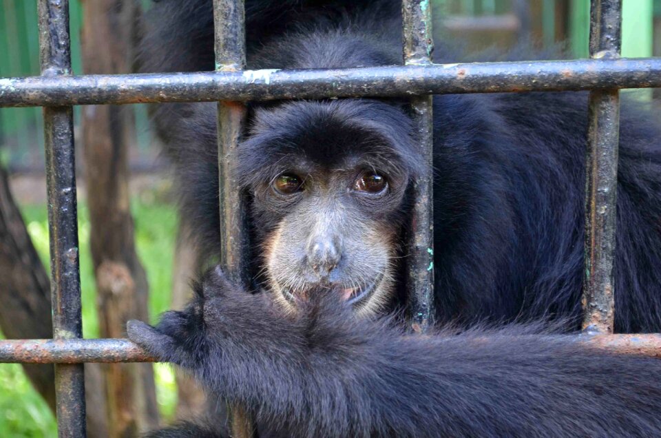 Cage animal captured