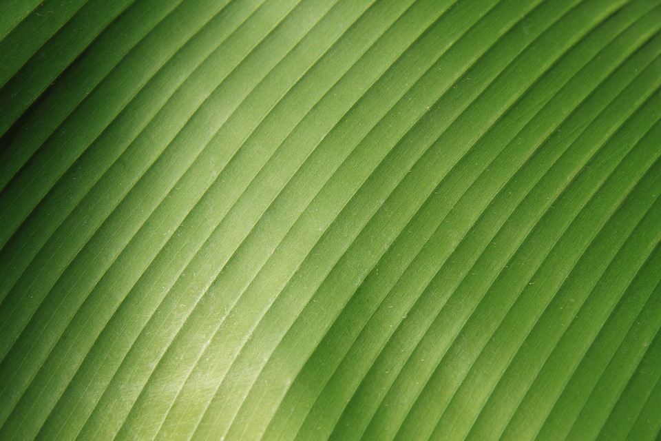 Close-up detail flora