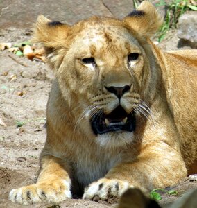 Zoo lion animal photo