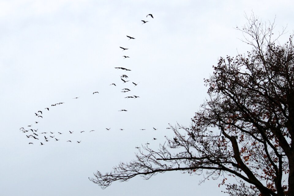 Flying formation animal world migratory birds