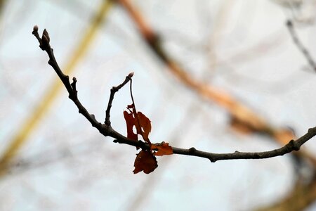 Oak leaves oak branch photo