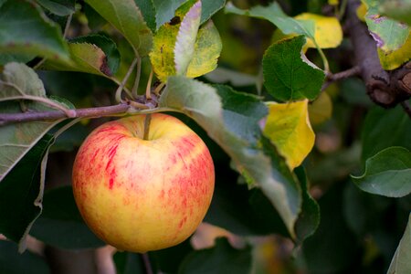 Fruit food plant