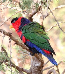 Wildlife red colorful photo