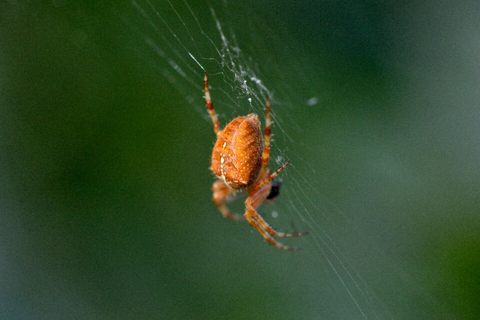 Spider insect macro
