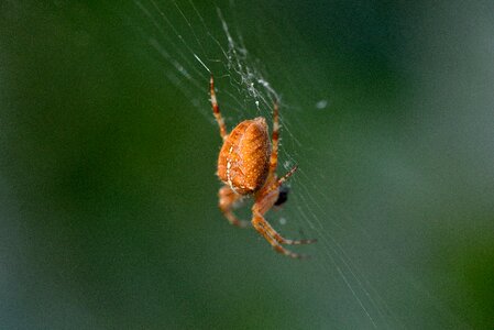 Spider insect macro