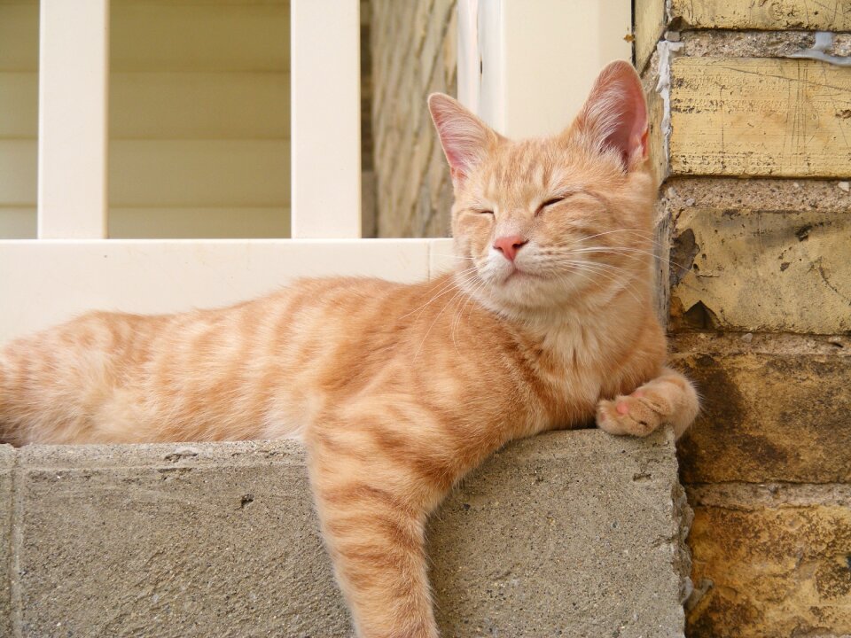 Pet sleeping brown sleeping