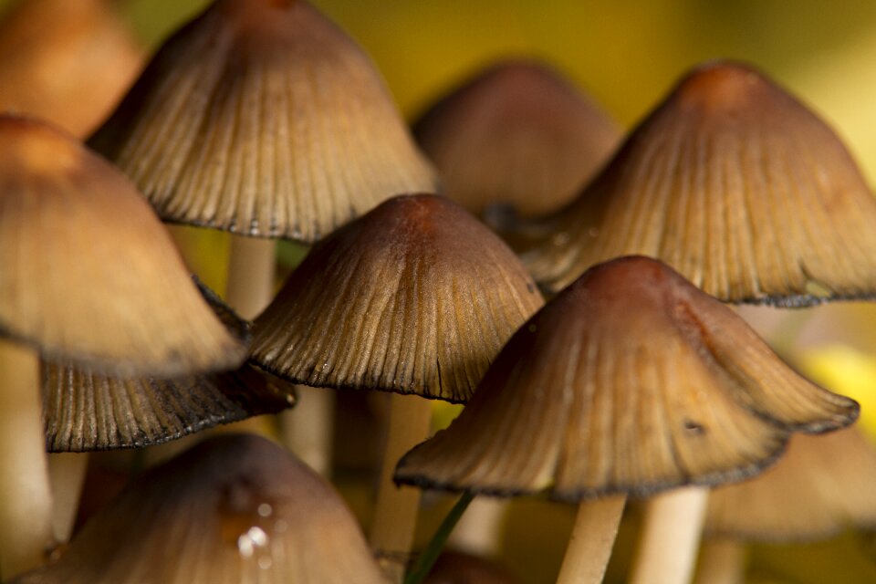 Nature plant mushroom picking