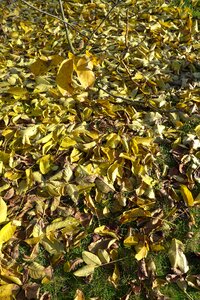Sheet foliage dry leaves photo