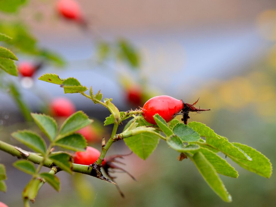 Rose hip autumn shrub macro