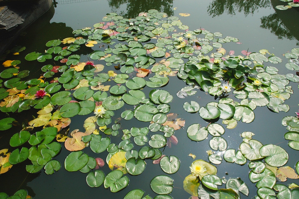 Waterlily aquatic aqua