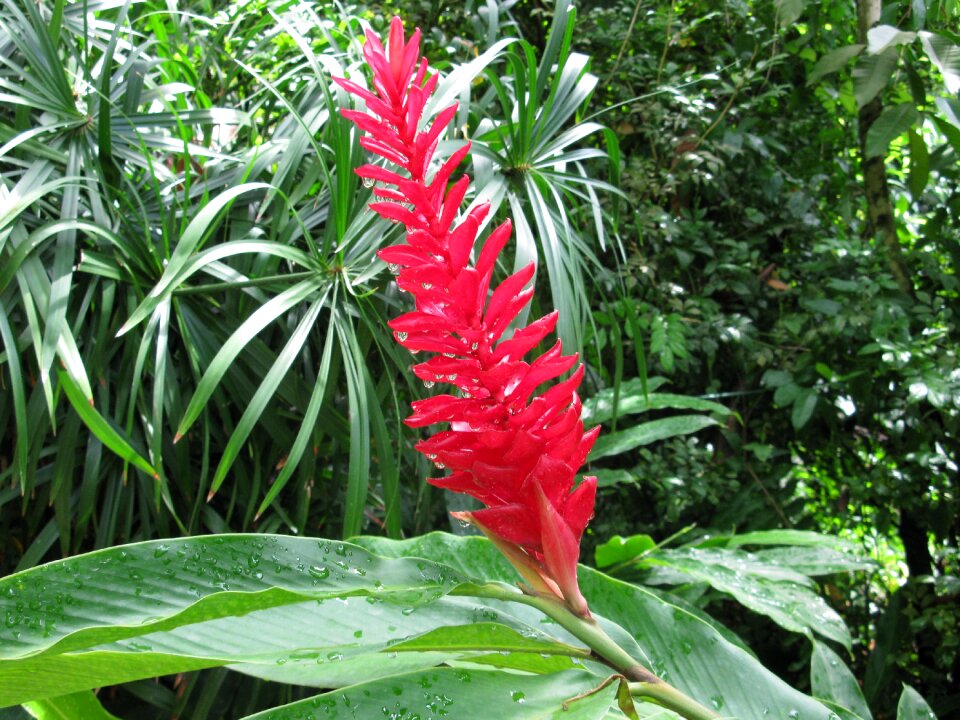 Flower tropical plant