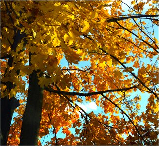 Autumn leaves color photo