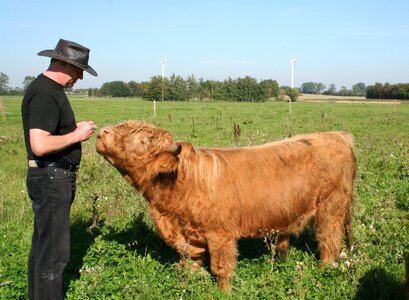 Highland cattle cattle scottish highland cattle