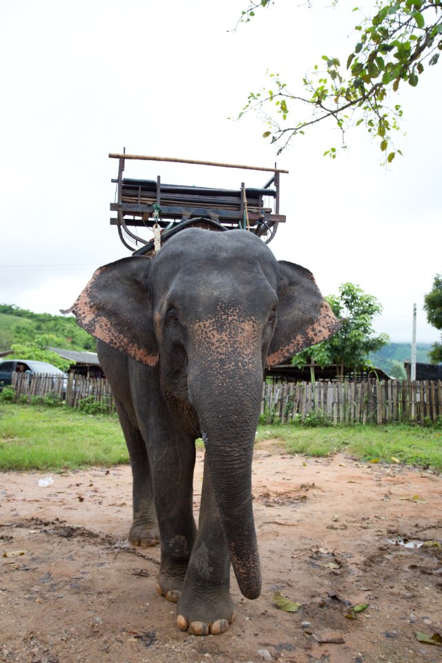Elephants thailand positive