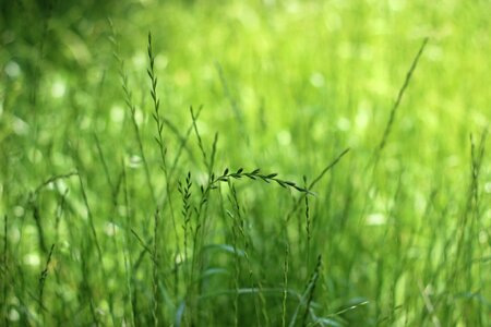 Grass green wheat