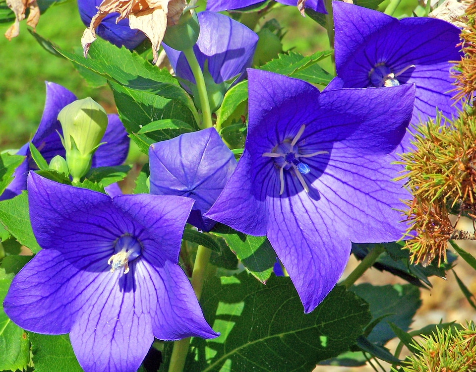 Flowers bloom blossom