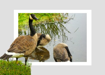 Birds bill water bird