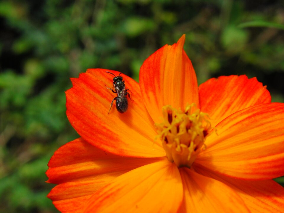 Nature insect spring