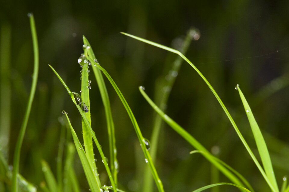 Dewdrop nature green photo