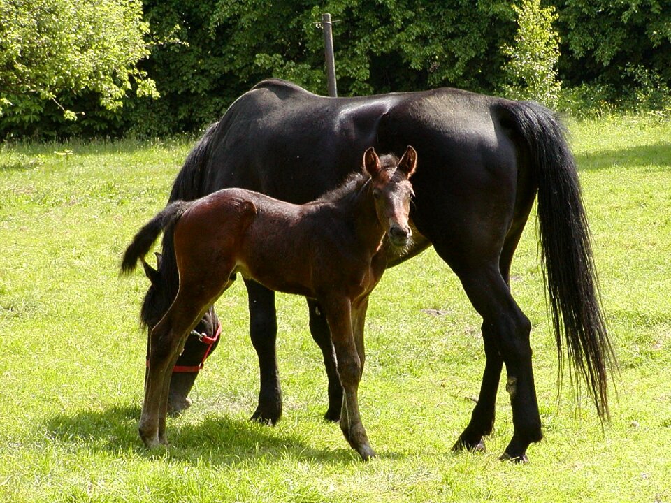Animal mare mammal