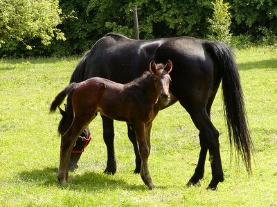 Animal mare mammal