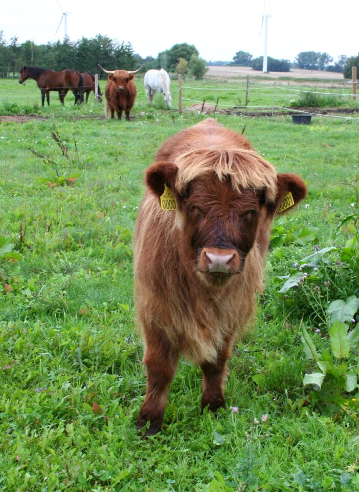 Highland cattle cattle scottish highland cattle