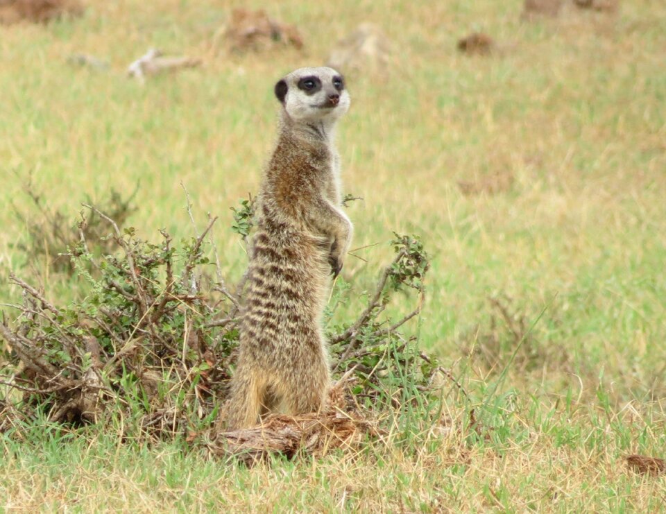 Nature mammal animal