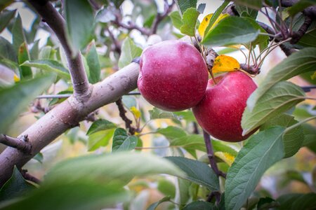 Fruit food plant