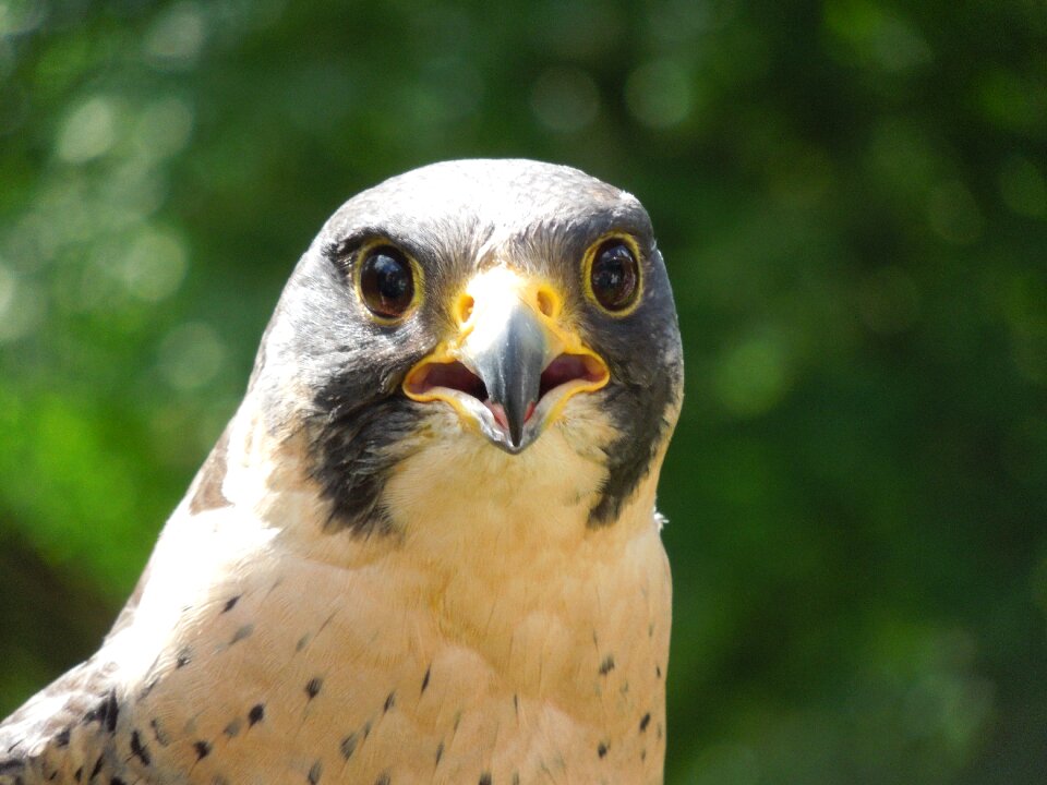 Raptor nature close up