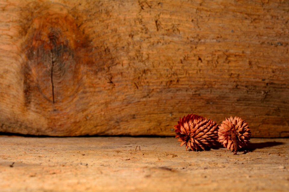 Nature close up decoration