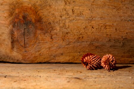 Nature close up decoration