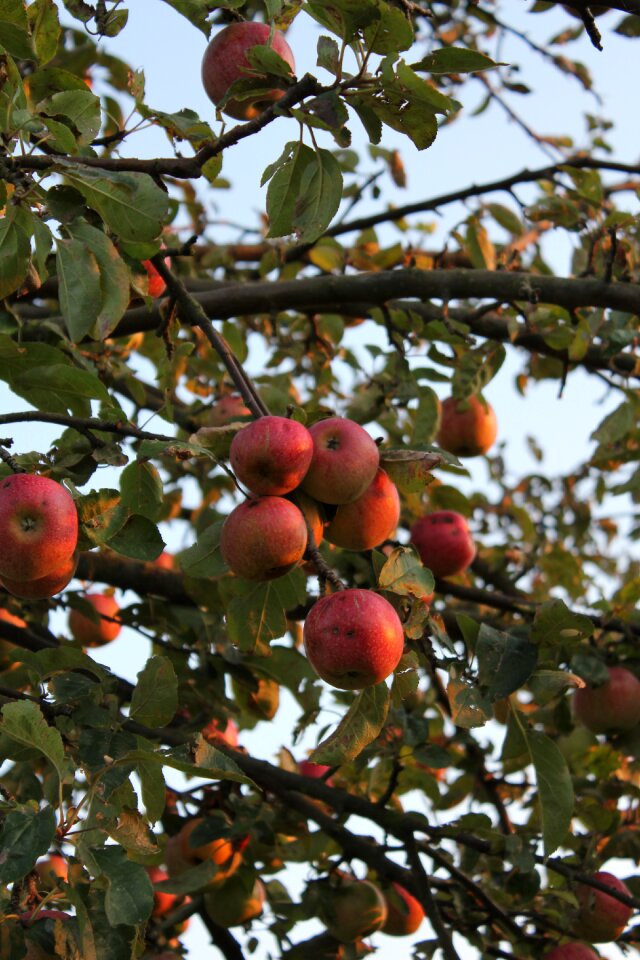 Autumn tree leaves