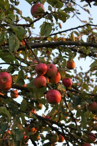 Autumn tree leaves photo