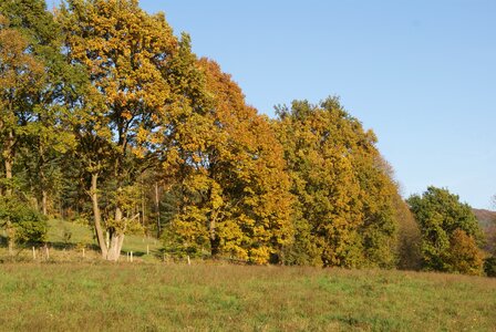 Trees autumn forest golden autumn