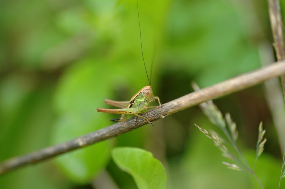 Nature animal viridissima