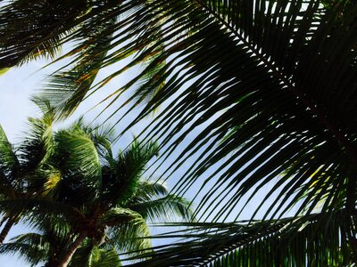 Palm tree caribbean photo