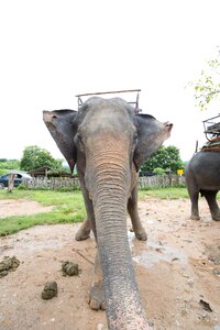 Elephants positive thailand
