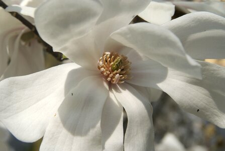 Magnolia blossom white close up photo