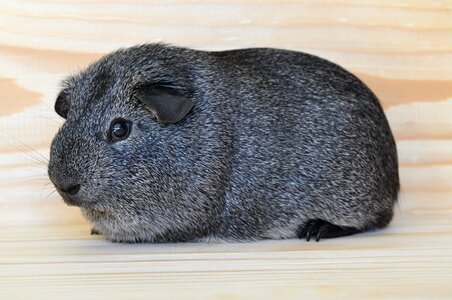 Pet rodent animal