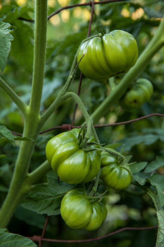 Food green garden