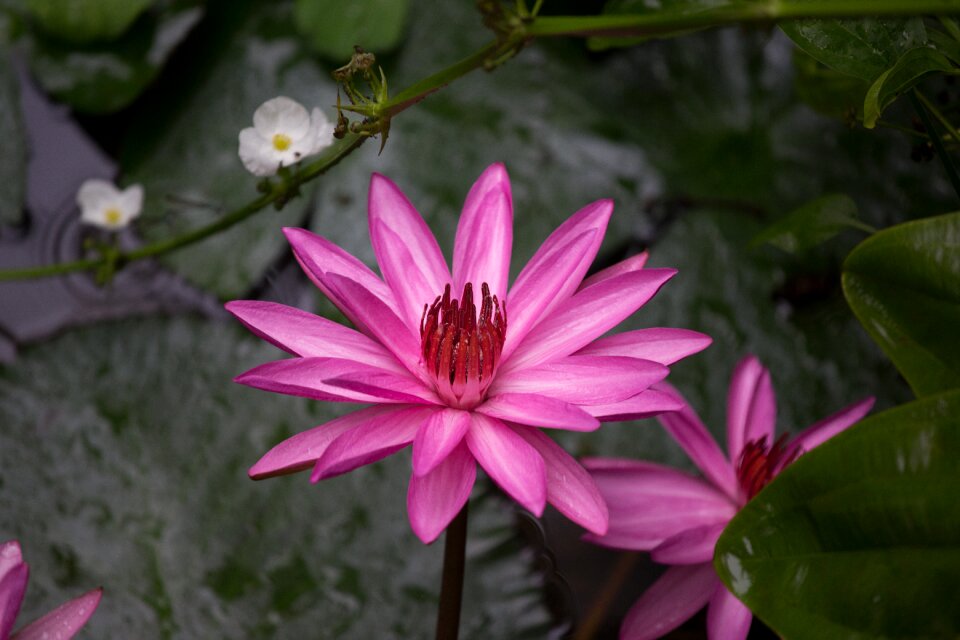 Lotus creek thailand