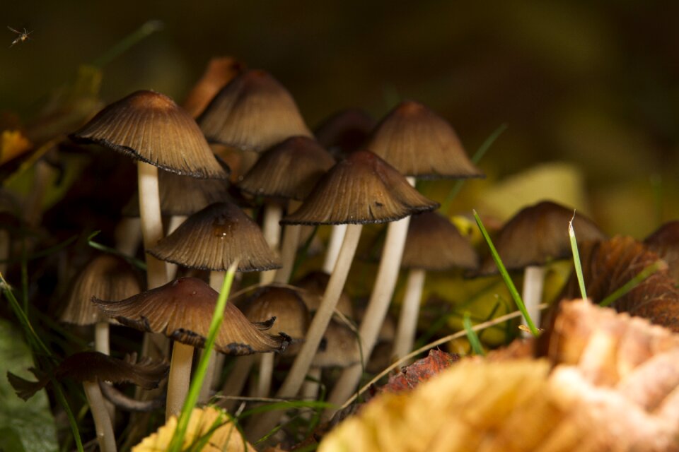 Nature plant mushroom picking