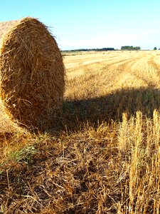 Field agriculture harvest