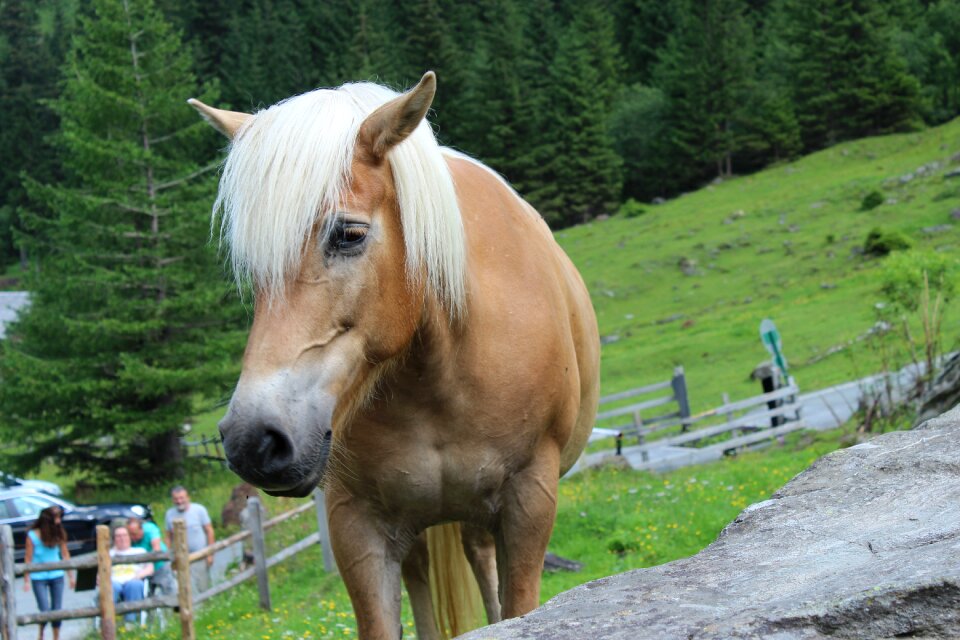 Horse head pferdeportrait friendly