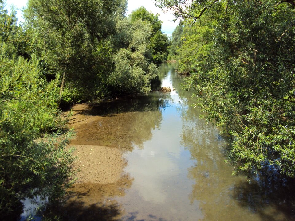 Nature water forest