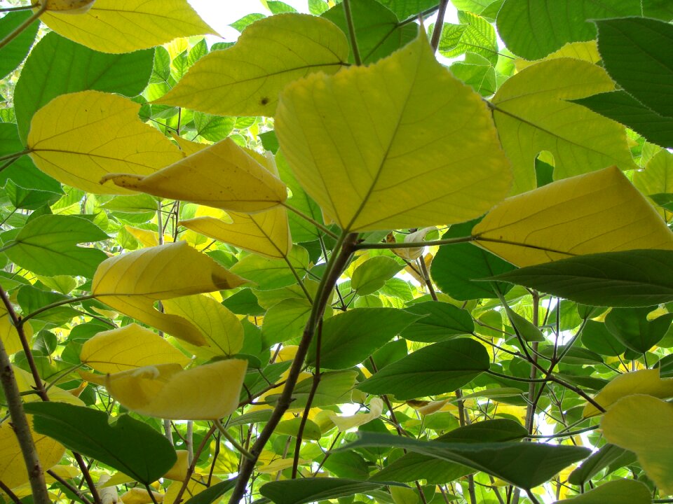 Nature backlight wild