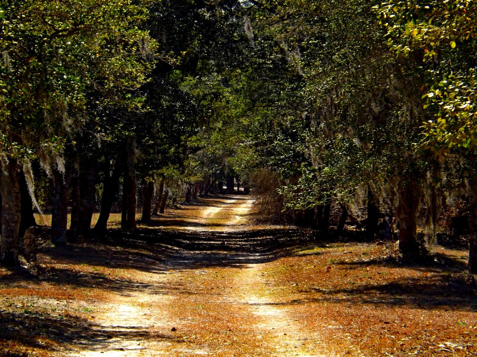 Landscape nature summer