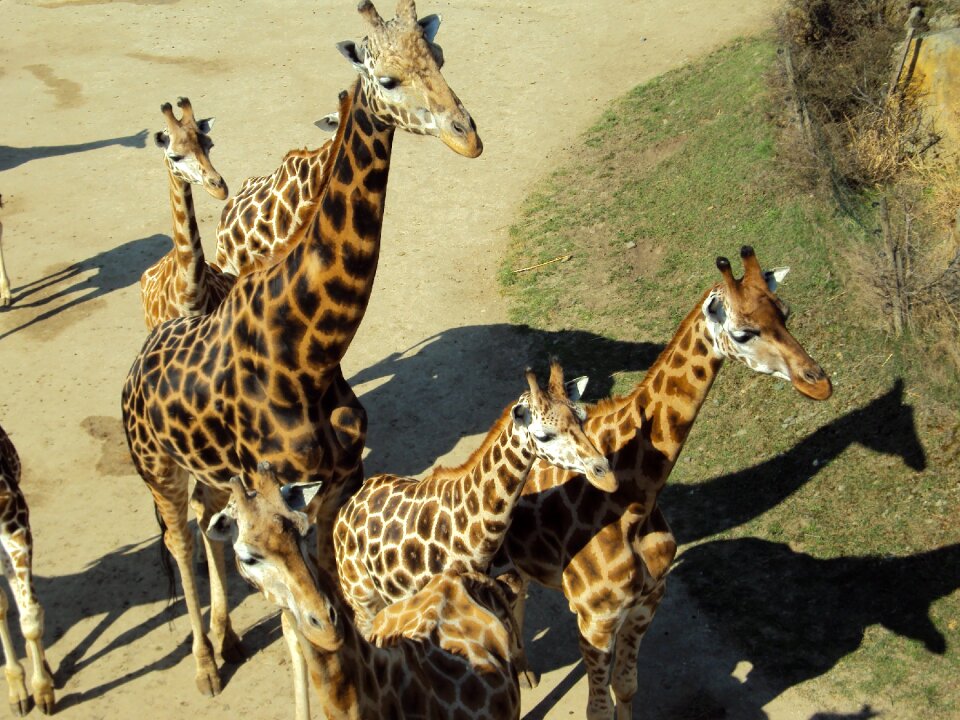 Giraffes animals zoo